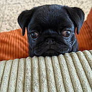 Simone participe au concours pour gagner de l'argent avec cette photo : animal, background, beige, black_pug, close_up, cozy, cushion, cute, dog, ears, eyes, face, indoor, looking_up, orange, pet, puppy, small_dog, soft, texture