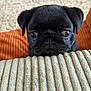 animal, background, beige, black_pug, close_up, cozy, cushion, cute, dog, ears, eyes, face, indoor, looking_up, orange, pet, puppy, small_dog, soft, texture