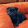 Simone a rejoint le concours — aidez-le/la à gagner de superbes lots ! puppy, dog, black_dog, pug, pet, cute, animal, indoor, furniture, chair, corduroy, orange, resting, young_dog, cozy, small_dog, adorable, relaxing, companion, domestic_animal