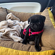 Simone participe au concours pour gagner de l'argent avec cette photo : puppy, dog, black_pug, pet_bed, blanket, car_interior, harness, cute, small_dog, young_animal, indoors, cozy, animal, pet, seat, window, resting, fur, canine, adorable