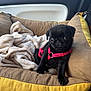 puppy, dog, black_pug, pet_bed, blanket, car_interior, harness, cute, small_dog, young_animal, indoors, cozy, animal, pet, seat, window, resting, fur, canine, adorable