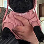 Simone participe au concours pour gagner de l'argent avec cette photo : dog, pug, puppy, black_dog, hoodie, pink_clothing, pet, indoor, hand, person, cute, animal, small_dog, clothing, portrait, furry, face, eyes, holding, cozy