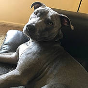 Blue joined the competition — help win amazing prizes! animal, canine, carpet, companion, couch, dog, ears, fur, furniture, gray, home, indoor, leather, looking_back, pet, portrait, relaxed, resting, snout, window