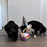 Joker a rejoint le concours — aidez-le/la à gagner de superbes lots ! animal, birthday_cake_toy, black_cat, cat, cats, celebration, cute, domestic, feline, floor, indoor, party_hat, pet, polka_dot, rainbow, sniffing, toy, tuxedo_cat, two_cats, wooden_floor