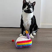 Joker a rejoint le concours — aidez-le/la à gagner de superbes lots ! animal, background, birthday_cake, black_and_white, cat, colorful, curious, domestic_animal, ears, feline, flooring, indoor, minimalist, pet, playful, plush_toy, sitting, toy, whiskers, wooden_floor