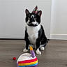 Joker participe au concours pour gagner de l'argent avec cette photo : animal, birthday, birthday_cake_toy, black_and_white, cat, celebration, cute, ears, feline, floor, indoor, looking_at_camera, party_hat, pet, sitting, small_red_ball, toy, tuxedo_cat, whiskers, wood_floor