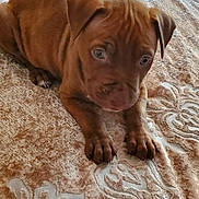 Bleu is registered to the contest to win money with this photo: puppy, dog, brown, pet, animal, cute, young, bed, blanket, indoor, fur, lying_down, paws, closeup, portrait, domestic_animal, canine, resting, small, adorable