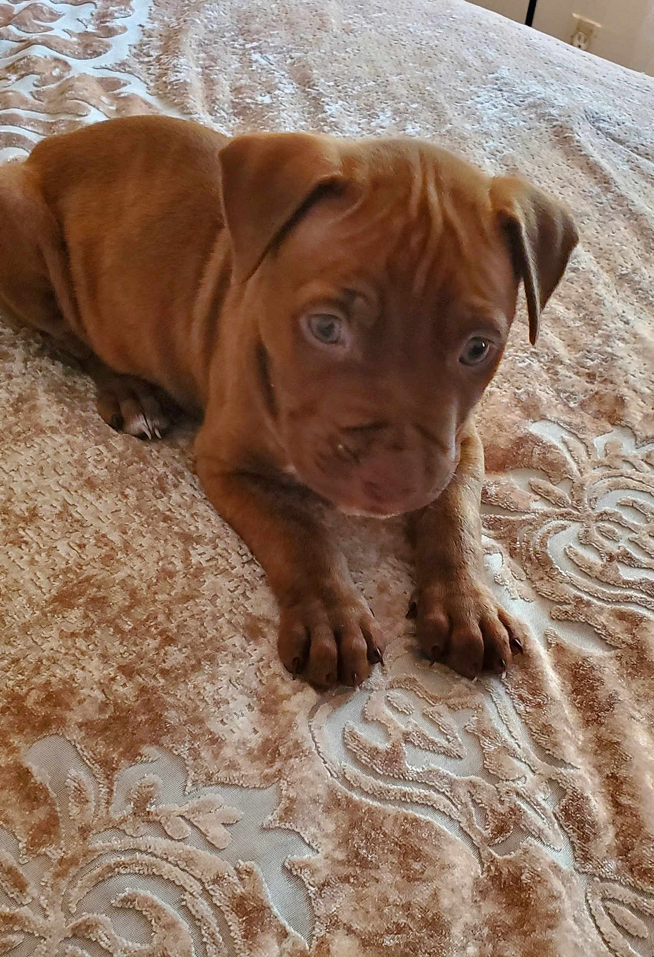 Bleu is registered to the contest to win money with this photo: puppy, dog, brown, pet, animal, cute, young, bed, blanket, indoor, fur, lying_down, paws, closeup, portrait, domestic_animal, canine, resting, small, adorable