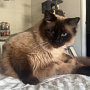 Dude is registered to the contest to win money with this photo: cat, siamese_cat, blue_eyes, fluffy, bed, indoor, furniture, cat_tree, whiskers, relaxed, pet, animal, domestic_cat, fur, mammal, household, resting, closeup, looking, cozy