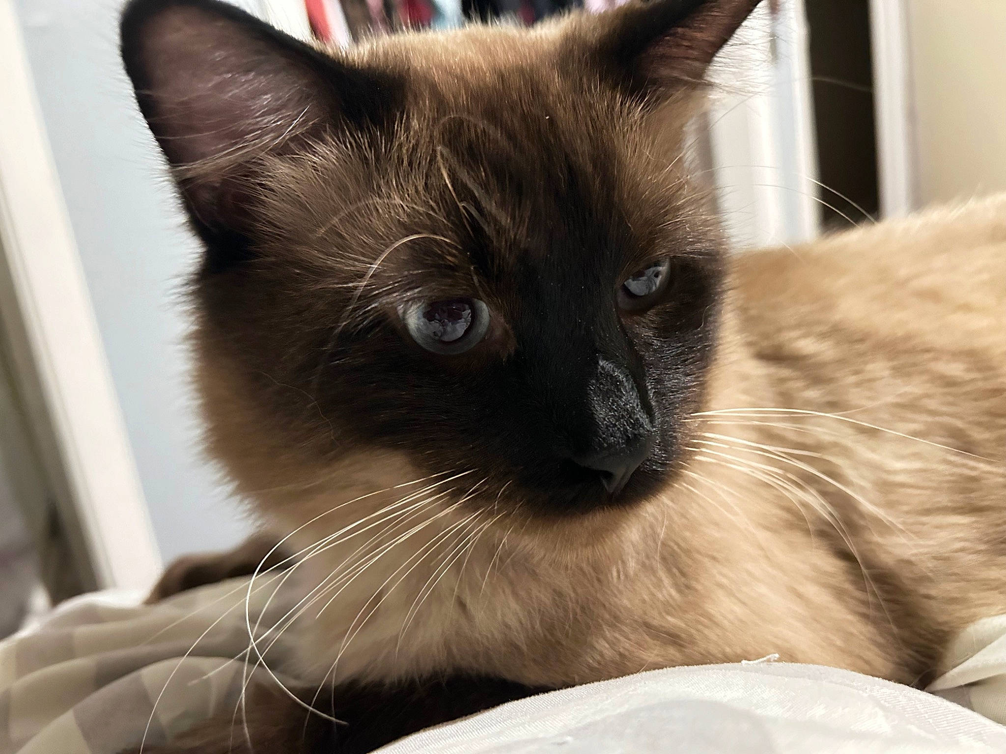 Dude joined the competition — help win amazing prizes! balinese, birman, carnivore, cat, eye, fawn, felidae, fur, head, iris, siamese, small_to_medium_sized_cats, snout, terrestrial_animal, thai, whiskers