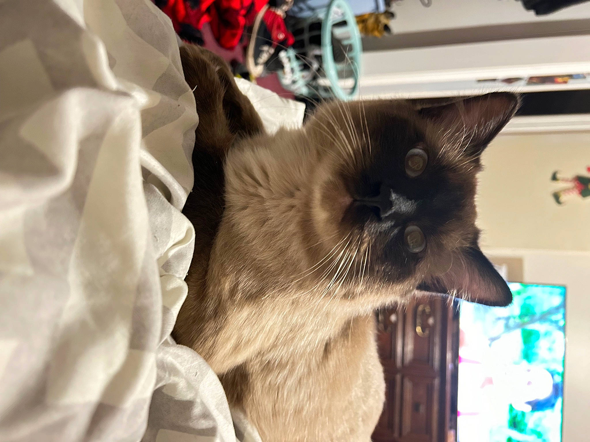 Dude joined the competition — help win amazing prizes! carnivore, cat, domestic_short_haired_cat, event, fang, fawn, felidae, fur, small_to_medium_sized_cats, snout, thai, tonkinese, whiskers