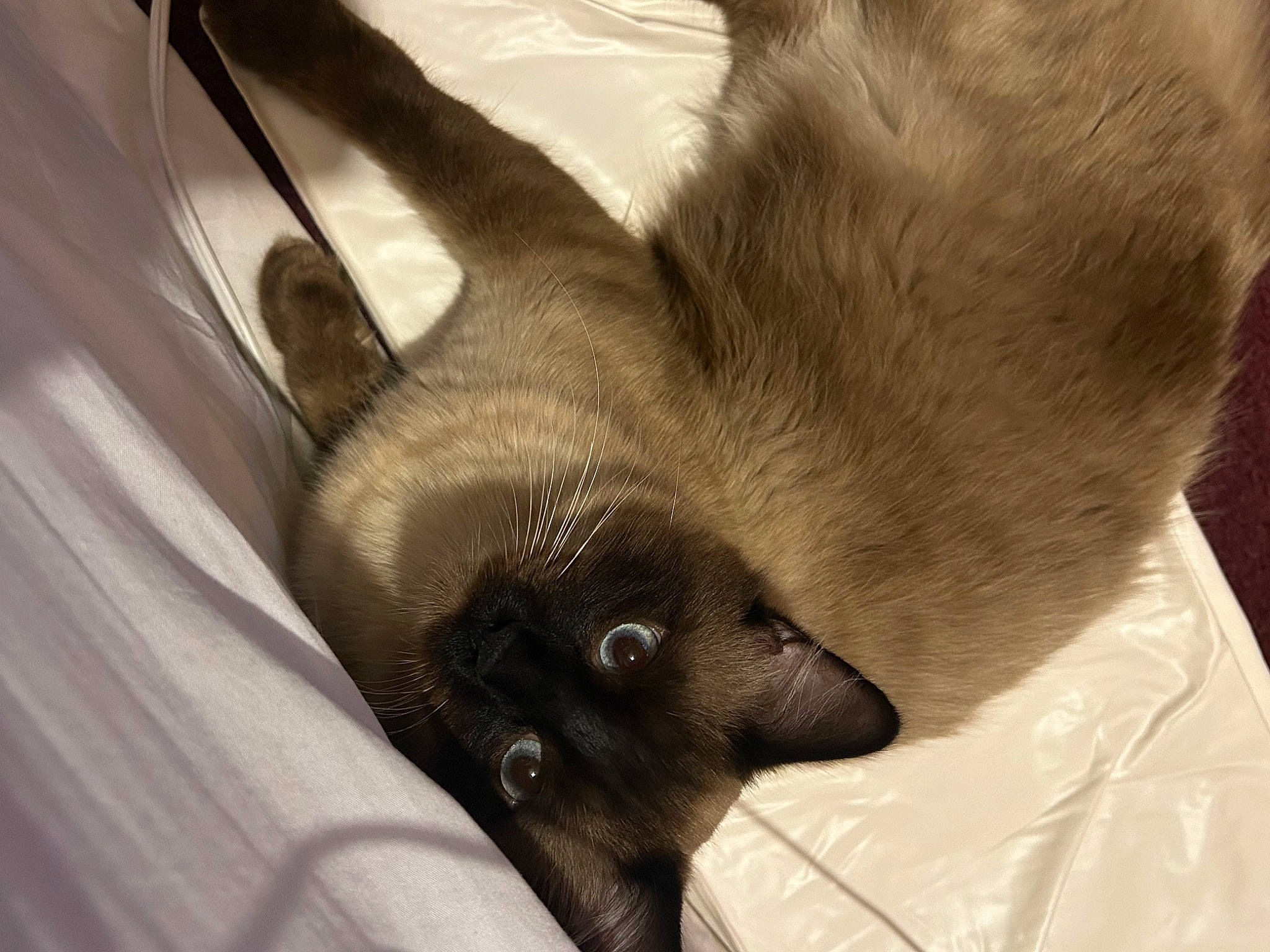 Dude joined the competition — help win amazing prizes! balinese, canidae, carnivore, cat, claw, comfort, dog_breed, domestic_short_haired_cat, ear, fawn, felidae, fur, paw, siamese, small_to_medium_sized_cats, snout, sporting_group, tail, thai, whiskers