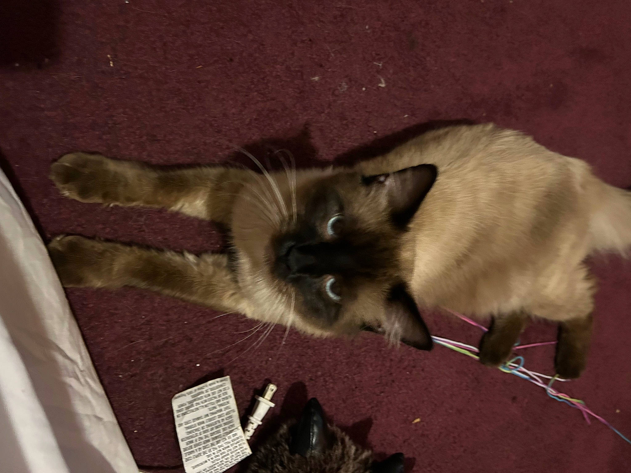 Dude joined the competition — help win amazing prizes! balinese, birman, carnivore, cat, claw, domestic_short_haired_cat, eye, fawn, felidae, fur, paw, siamese, small_to_medium_sized_cats, snout, tail, terrestrial_animal, thai, tonkinese, whiskers