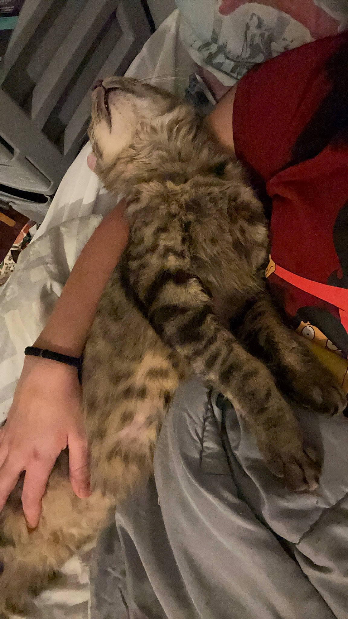 Fatty Butt is registered to the contest to win money with this photo: bed, big_cats, carnivore, cat, claw, comfort, domestic_short_haired_cat, felidae, fur, human_leg, lap, nail, nap, paw, small_to_medium_sized_cats, snout, tail, terrestrial_animal, textile, whiskers