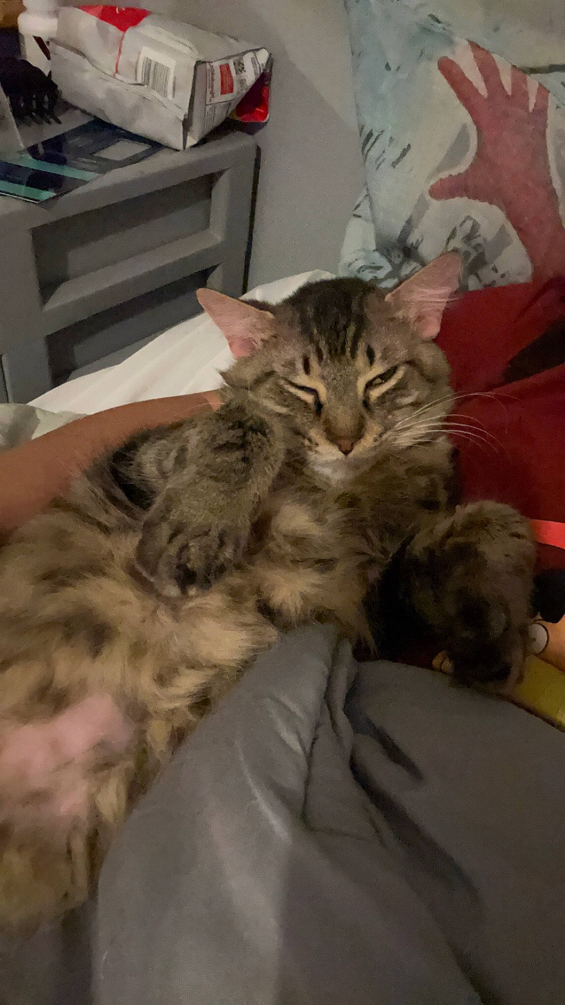 Fatty Butt joined the competition — help win amazing prizes! bed, carnivore, cat, claw, comfort, domestic_short_haired_cat, felidae, fur, nap, paw, small_to_medium_sized_cats, snout, terrestrial_animal, whiskers