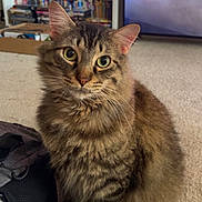 Fatty Butt is registered to the contest to win money with this photo: cat, tabby_cat, fluffy, carpet, indoor, pet, feline, curious, sitting, backpack, shelf, books, colorful, artwork, closeup, whiskers, ears, eyes, home, cozy