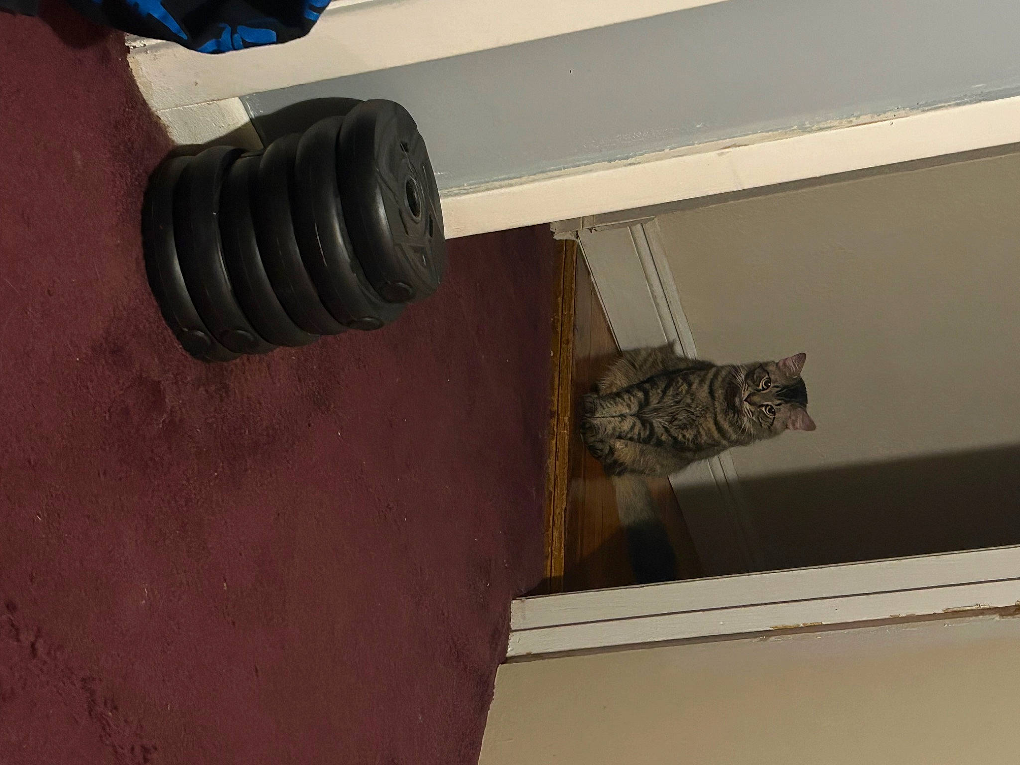 Fatty Butt joined the competition — help win amazing prizes! audio_equipment, automotive_tire, beam, ceiling, concrete, flooring, gas, hardwood, material_property, metal, molding, pattern, plywood, room, synthetic_rubber, table, tread, window, wood, wood_stain