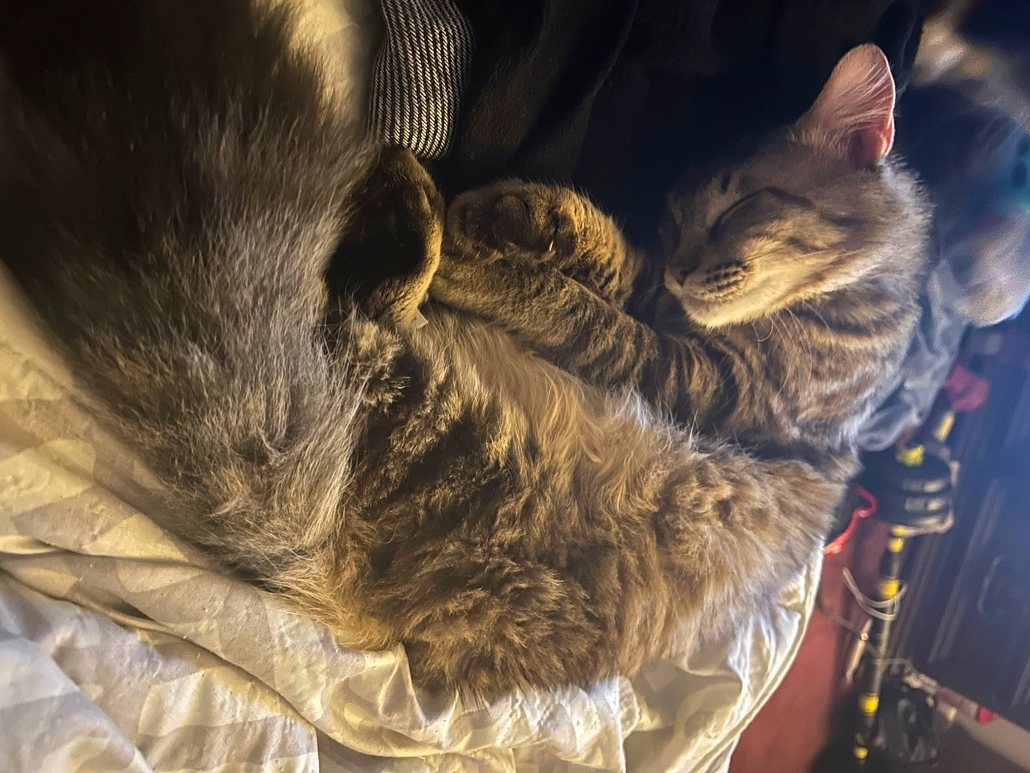 Fatty Butt joined the competition — help win amazing prizes! canidae, carnivore, cat, claw, comfort, dog_breed, domestic_short_haired_cat, felidae, fur, gesture, nap, paw, sleep, small_to_medium_sized_cats, snout, sporting_group, tail, tree, whiskers, wildlife