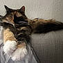Kitty Kat is registered to the contest to win money with this photo: cat, fluffy, paws, couch, relaxed, indoor, striped_blanket, multi-colored, feline, fur, whiskers, tail, resting, cozy, domestic_animal, pet, animal, home, sleepy, cute