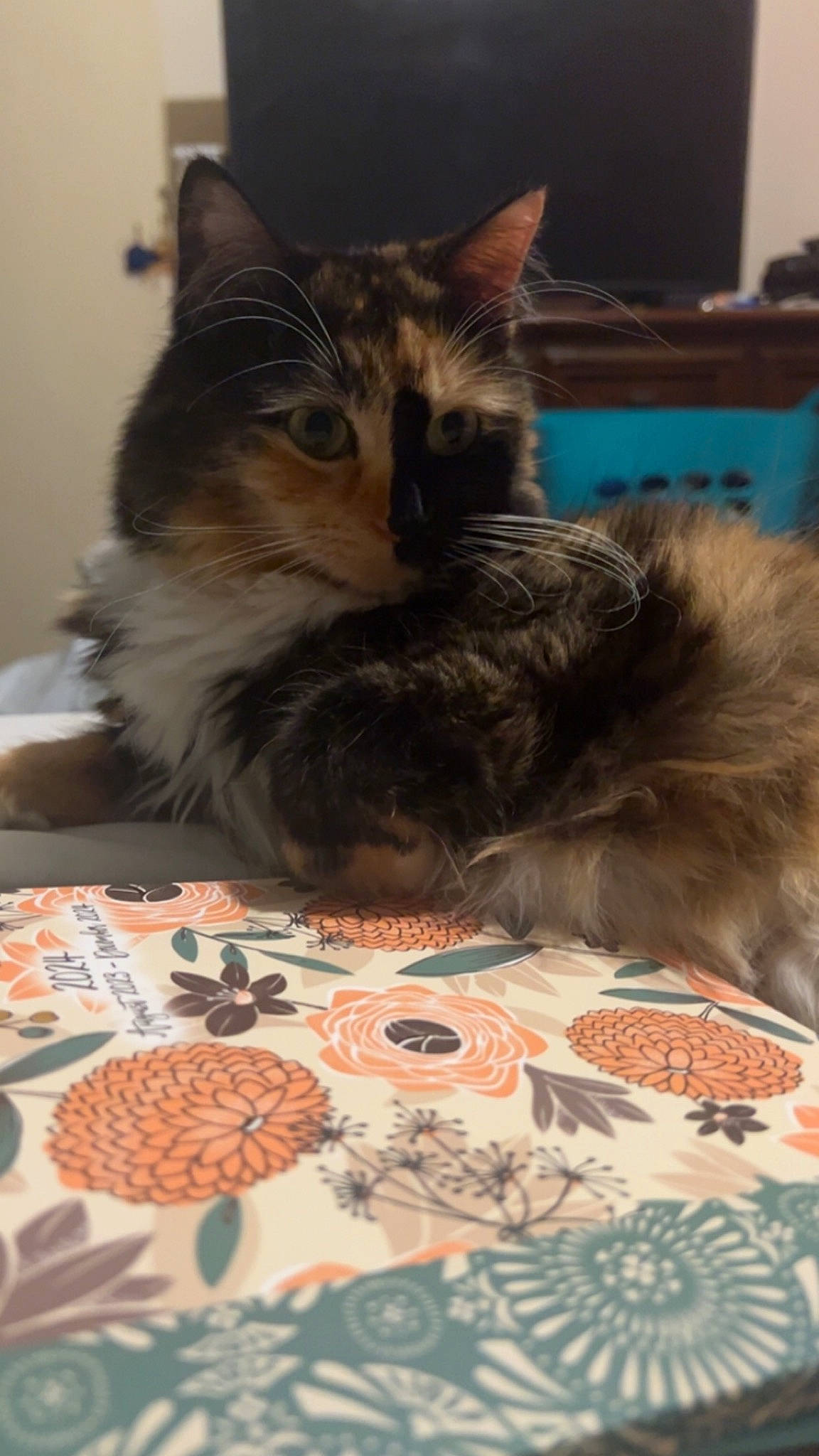 Kitty Kat is registered to the contest to win money with this photo: art, bed, box, carnivore, cat, claw, comfort, domestic_short_haired_cat, felidae, flooring, fur, linens, pattern, paw, small_to_medium_sized_cats, snout, tail, textile, whiskers, wood