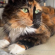 Kitty Kat is registered to the contest to win money with this photo: cat, calico_cat, green_eyes, fur, whiskers, close_up, indoor, pet, animal, resting, paws, paper, blurred_background, cute, feline, domestic_cat, soft_fur, calm, household, relaxed