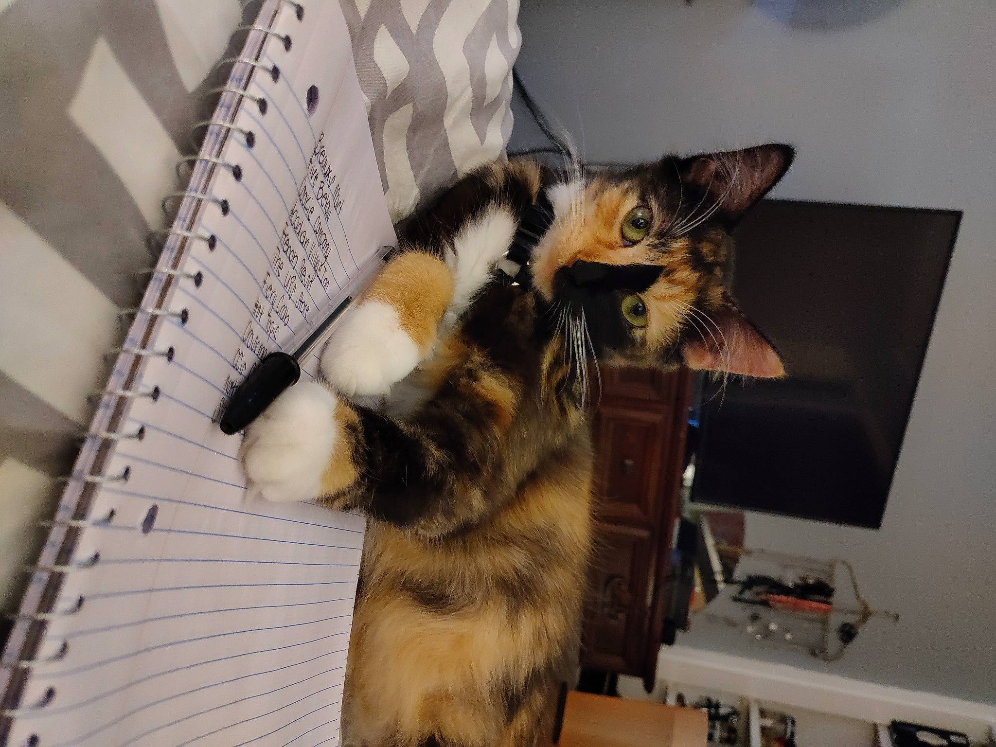 Kitty Kat joined the competition — help win amazing prizes! animal_shelter, cardboard, carnivore, cat, claw, comfort, computer_monitor, domestic_short_haired_cat, felidae, fur, paw, pet_supply, room, shelf, shelving, small_to_medium_sized_cats, tail, toy, whiskers