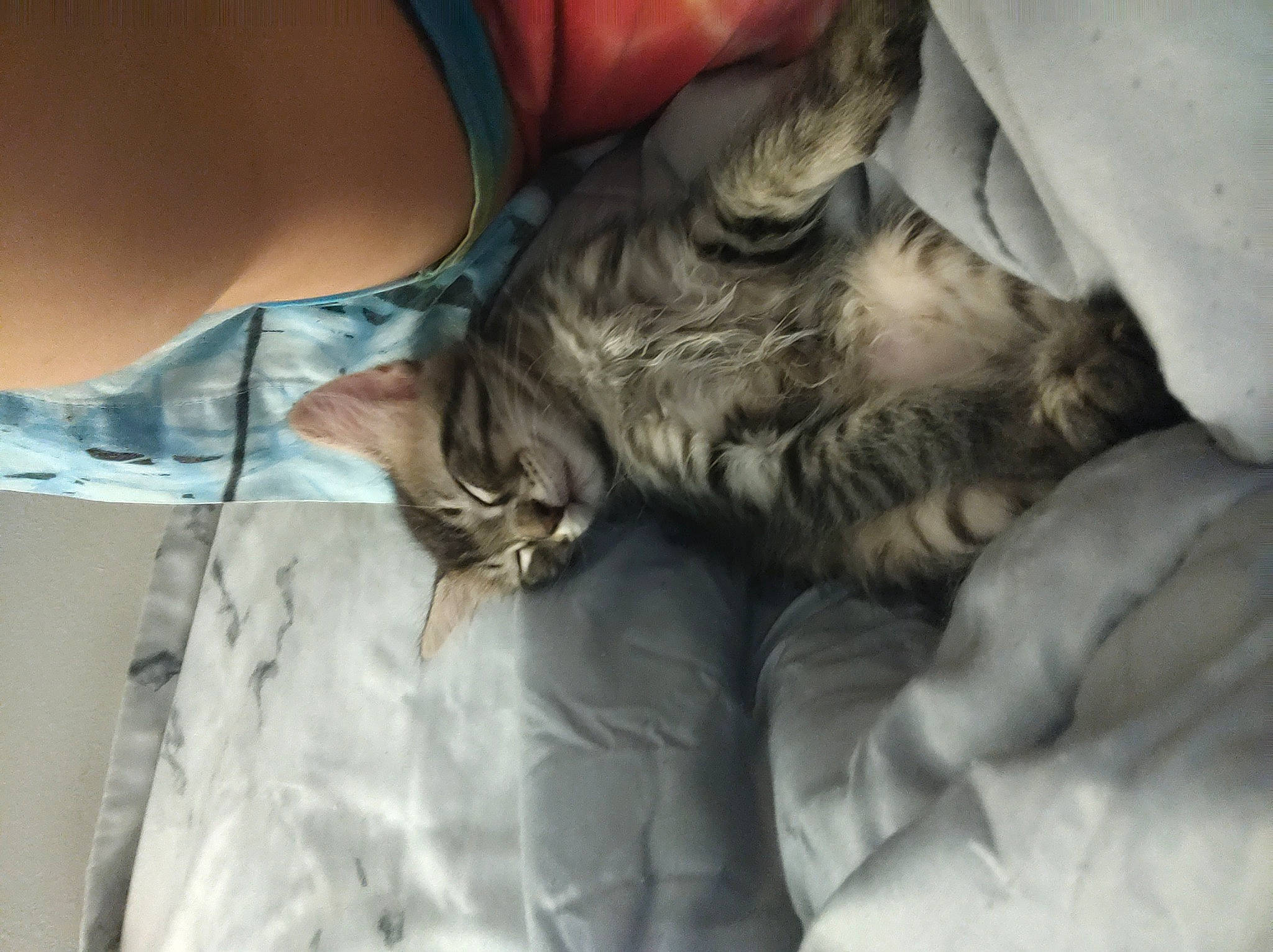 Fatso joined the competition — help win amazing prizes! carnivore, cat, claw, comfort, companion_dog, domestic_short_haired_cat, elbow, felidae, finger, fur, gesture, grey, human_leg, linens, nap, paw, small_to_medium_sized_cats, thigh, whiskers, wood