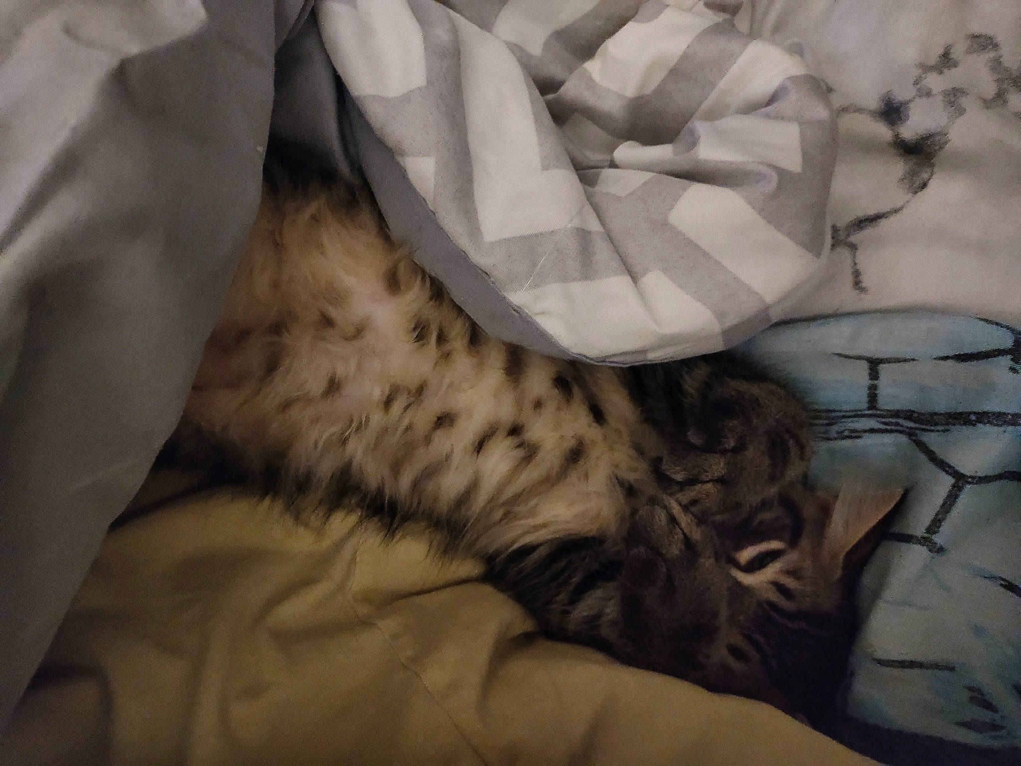 Fatso is registered to the contest to win money with this photo: bed_sheet, bedding, bengal_tiger, big_cats, carnivore, comfort, fawn, felidae, fur, grey, linens, nap, pattern, sleeve, small_to_medium_sized_cats, tail, terrestrial_animal, tiger, whiskers, wildlife
