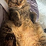 Fatso is registered to the contest to win money with this photo: cat, tabby, fluffy, sleeping, relaxed, pet, animal, fur, paw, bed, blanket, striped, cozy, indoor, cute, whiskers, resting, domestic_cat, mammal, closeup