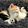 adorable, animal, bed, cat, cozy, cute, domestic, ears, feline, fluffy, fur, indoor, kitten, paw, pets, playful, resting, sleepy, snuggling, whiskers
