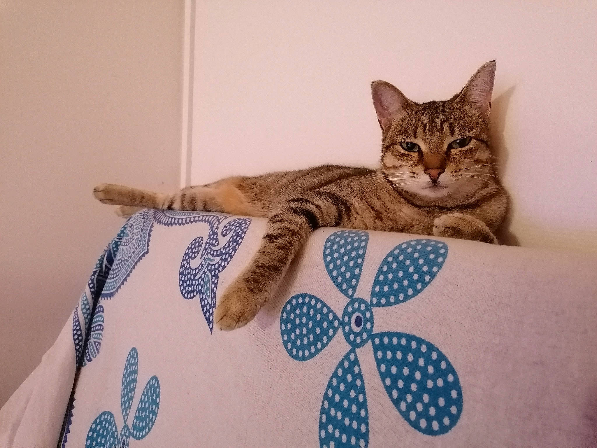 Odyssée a rejoint le concours — aidez-le/la à gagner de superbes lots ! bag, carnivore, cat, comfort, creative_arts, domestic_short_haired_cat, electric_blue, eye, fashion_accessory, felidae, fur, home_accessories, linens, luggage_and_bags, pattern, paw, sitting, small_to_medium_sized_cats, tail, whiskers