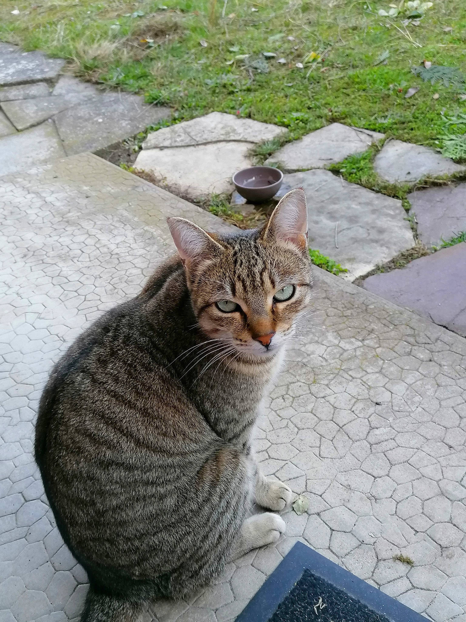 Odyssée a rejoint le concours — aidez-le/la à gagner de superbes lots ! art, carnivore, cat, cobblestone, domestic_short_haired_cat, felidae, flagstone, fur, grass, grey, groundcover, monument, road_surface, sculpture, sidewalk, small_to_medium_sized_cats, snout, tail, terrestrial_animal, whiskers