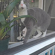 Stormy joined the competition — help win amazing prizes! cat, gray_cat, white_cat, window_screen, plant, potted_plant, porch, birdhouse, green_eyes, curious, pet, animal, outdoor, feline, walking, tail_up, house, window, screen_mesh, closeup