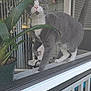 cat, gray_cat, white_cat, window_screen, plant, potted_plant, porch, birdhouse, green_eyes, curious, pet, animal, outdoor, feline, walking, tail_up, house, window, screen_mesh, closeup