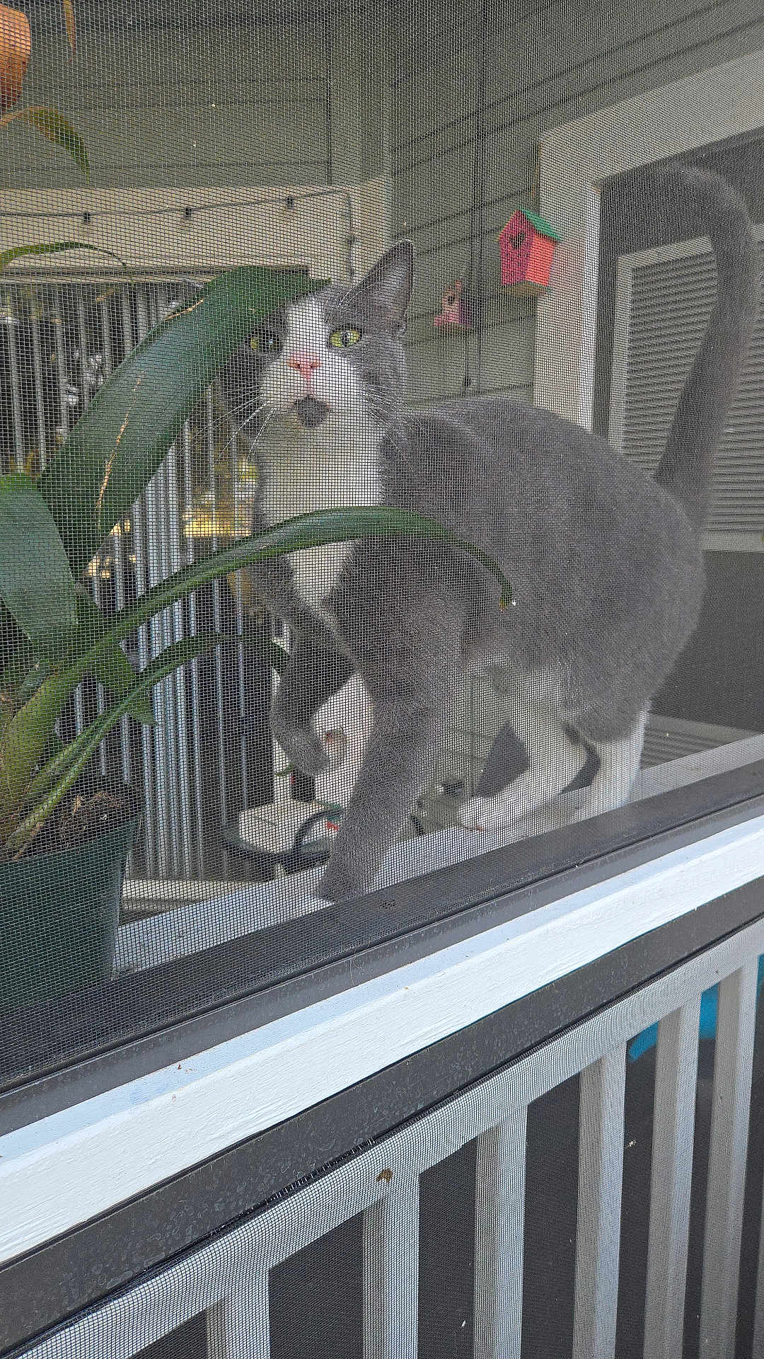 Stormy joined the competition — help win amazing prizes! cat, gray_cat, white_cat, window_screen, plant, potted_plant, porch, birdhouse, green_eyes, curious, pet, animal, outdoor, feline, walking, tail_up, house, window, screen_mesh, closeup