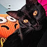 black_cat, cat, pet, animal, orange_pillow, cartoon_face, golden_eyes, indoor, cozy, close_up, fur, whiskers, cute, domestic_cat, looking, portrait, pink_background, soft_texture, relaxed, friendly