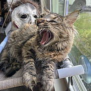 Binxy Puff joined the competition — help win amazing prizes! animal, cat, closeup, curtain, decor, feline, fur, house, indoor, mask, perch, pet, relaxing, resting, spooky, sunlight, tabby, whiskers, window, yawning