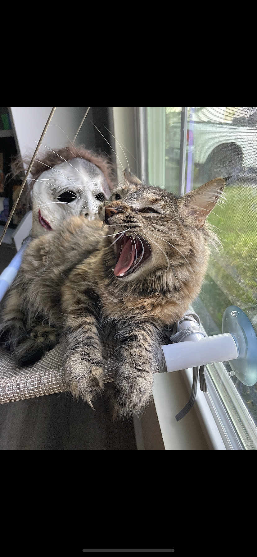 Binxy Puff