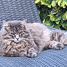 Elly participe au concours pour gagner de l'argent avec cette photo : cat, fluffy_cat, gray_cat, outdoor, chair, woven_chair, pet, relaxing, feline, animal, greenery, leaves, nature, paw, fur, resting, portrait, laying_down, eyes, whiskers