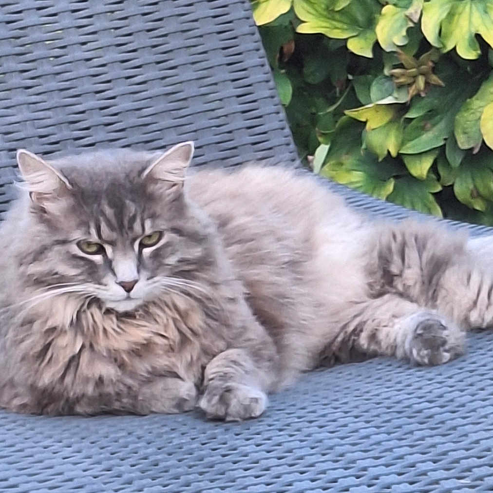 Elly participe au concours pour gagner de l'argent avec cette photo : cat, fluffy_cat, gray_cat, outdoor, chair, woven_chair, pet, relaxing, feline, animal, greenery, leaves, nature, paw, fur, resting, portrait, laying_down, eyes, whiskers