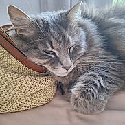 Elly participe au concours pour gagner de l'argent avec cette photo : cat, gray_cat, fluffy, sleeping, resting, closeup, pet, indoor, woven_bag, straw_bag, leather_zipper, fur, paw, curtain, window, soft_light, cozy, relaxed, animal, face