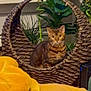 Raja joined the competition — help win amazing prizes! cat, tabby_cat, basket_chair, plant, greenery, indoor, cozy, blanket, yellow_blanket, furniture, home_decor, curious, pet, animal, whiskers, sitting, leaf, relaxing, brown, woven