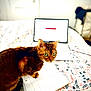 Raja joined the competition — help win amazing prizes! cat, notebook, bedspread, laptop, floral_pattern, indoor, pet, animal, feline, writing, study, curious, green_eyes, home, cozy, closeup, domestic_cat, whiskers, paw, table