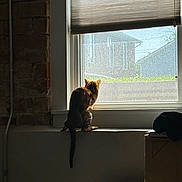 Raja joined the competition — help win amazing prizes! cat, tabby, windowsill, window, sunlight, indoor, animal, pet, looking_out, shadow, quiet, contemplative, feline, house, daylight, wall, box, curtain, window_blind, interior