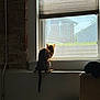 cat, tabby, windowsill, window, sunlight, indoor, animal, pet, looking_out, shadow, quiet, contemplative, feline, house, daylight, wall, box, curtain, window_blind, interior