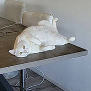 Loulou a rejoint le concours — aidez-le/la à gagner de superbes lots ! cat, white_cat, table, indoor, furniture, floor, wooden_floor, chair, cable, relaxed, pet, domestic_animal, curious, upside_down, minimalist, room, flooring, household, looking, animal