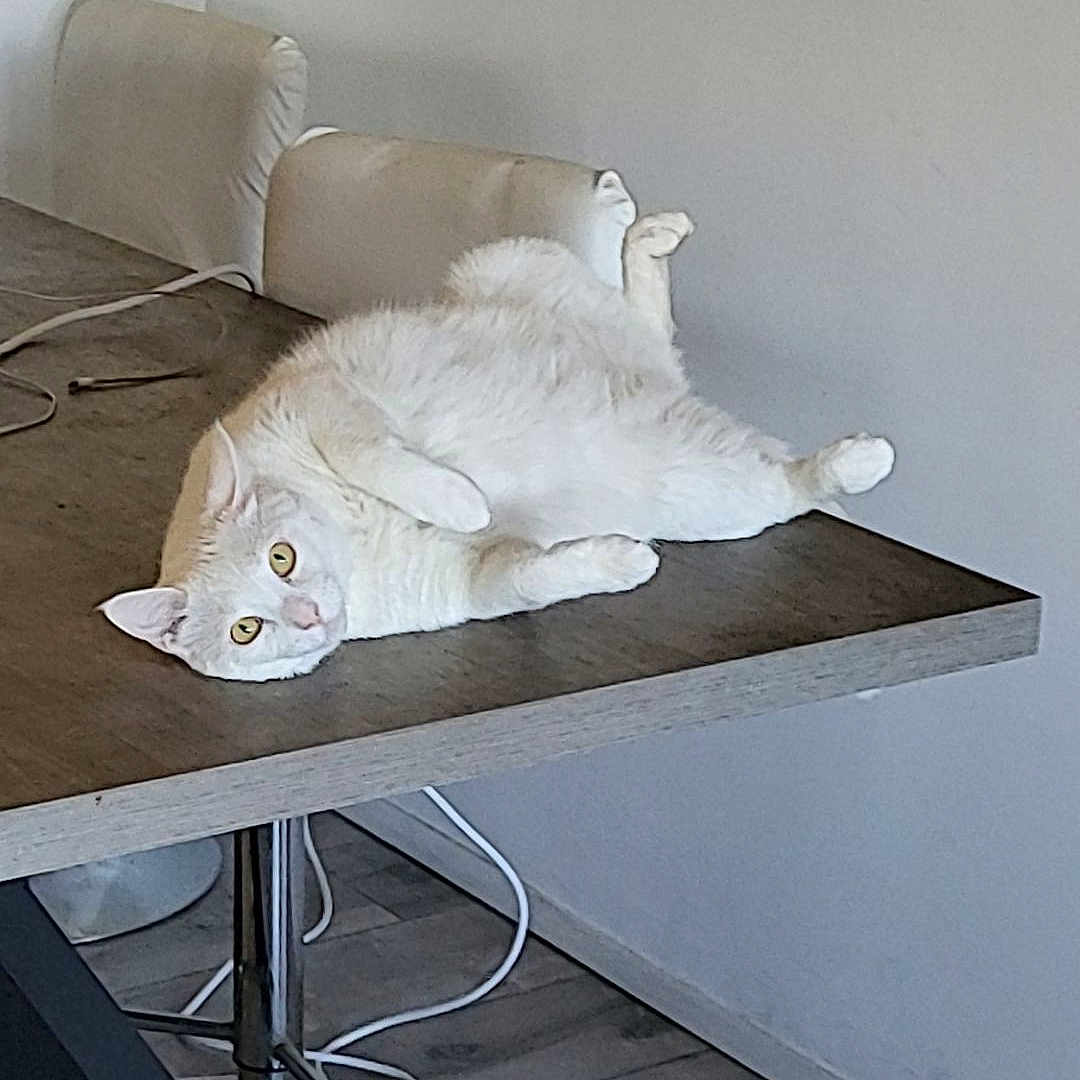 Loulou a rejoint le concours — aidez-le/la à gagner de superbes lots ! cat, white_cat, table, indoor, furniture, floor, wooden_floor, chair, cable, relaxed, pet, domestic_animal, curious, upside_down, minimalist, room, flooring, household, looking, animal