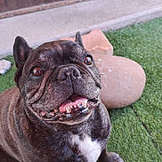 Iiachos participe au concours pour gagner de l'argent avec cette photo : animal, bodypart, boxer, bulldog, canine, dog, frenchbulldog, grass, mouth, person, pet, pitbull, plant, pug, puppy, teeth