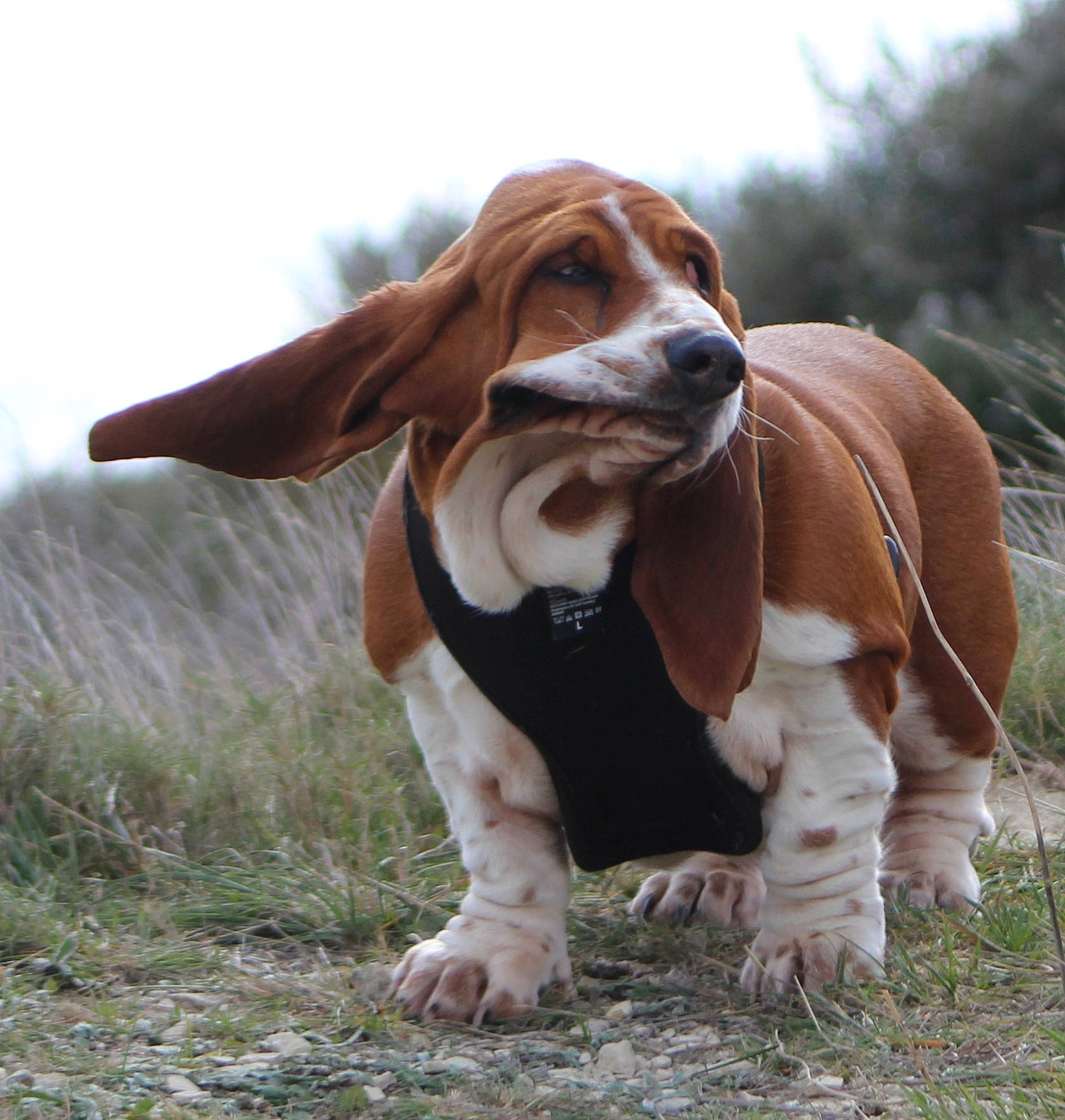 R'Wan participe au concours pour gagner de l'argent avec cette photo : basset_hound, canidae, carnivore, companion_dog, dog, dog_breed, fawn, fur, grass, hound, hunting_dog, liver, plant, scent_hound, snout, sporting_group, terrestrial_animal, toy, whiskers, working_animal
