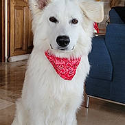 Alfi participe au concours pour gagner de l'argent avec cette photo : dog, white_dog, red_bandana, bandana, pet, indoor, living_room, couch, wooden_door, stone_wall, tile_floor, fur, ears, nose, eyes, sitting, portrait, close_up, calm, household